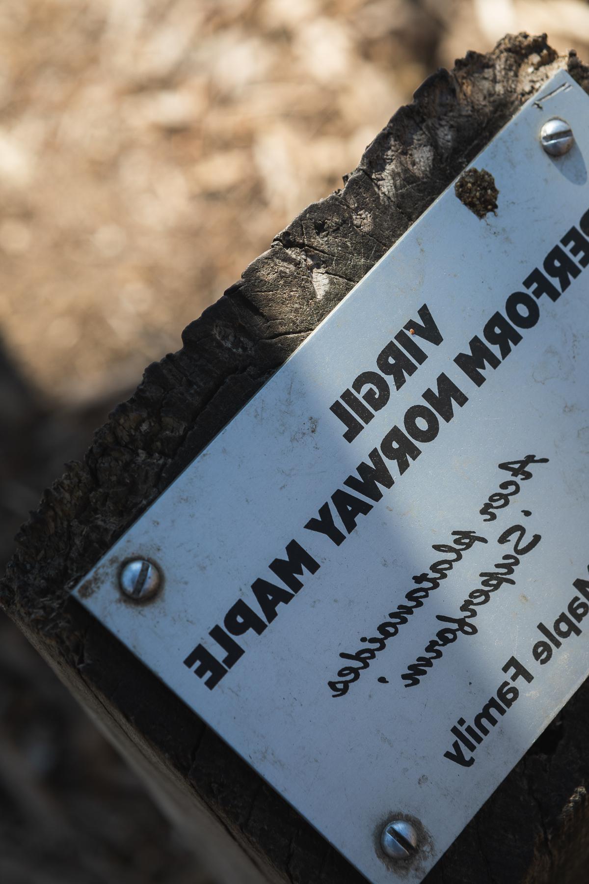 A small sign, partially shadowed by a tree trunk, reads "维吉尔 Superform Norway Maple." Wait, "维吉尔" isn't the name of a a tree, right?